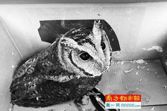 广州现公然贩卖猫头鹰 可送货可自提每只250元