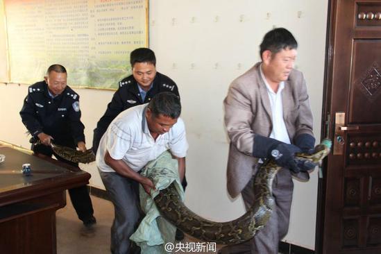 云南发现身长近4米蟒蛇 年龄或达100岁(图)