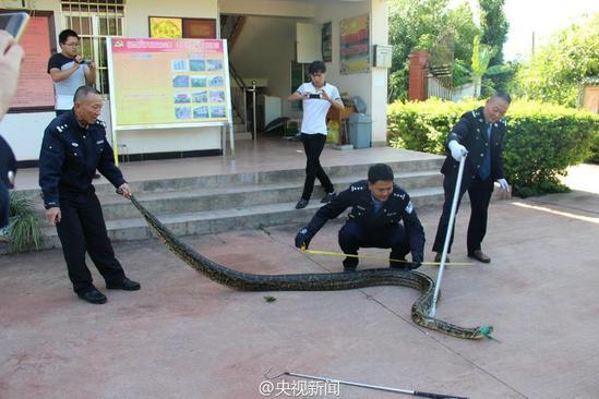 云南发现身长近4米蟒蛇 年龄或达100岁(图)