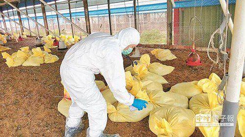 台湾彰化一鸡场又染禽流感 1万只鸡遭扑杀(图)
