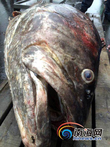 海南渔民捕获260多斤重石斑鱼 26000元卖出(图)