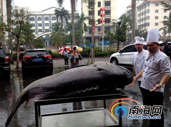 海南渔民捕获260多斤重石斑鱼 26000元卖出(图)