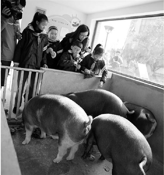 杭州一小学为让学生接受生态教育 饲养5头小猪