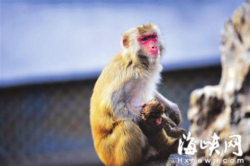 动物园一小猕猴夭折 猴妈妈紧抱不肯放手(图)