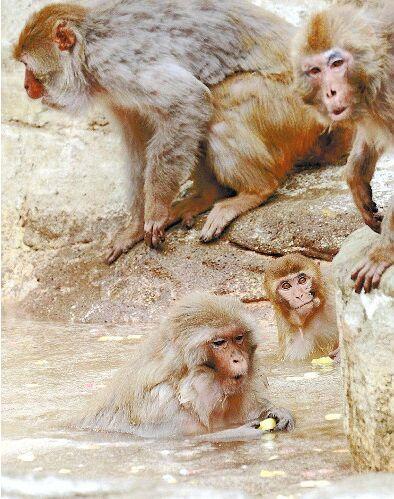 日本动物园猴子泡温泉 边泡边啃水果好惬意