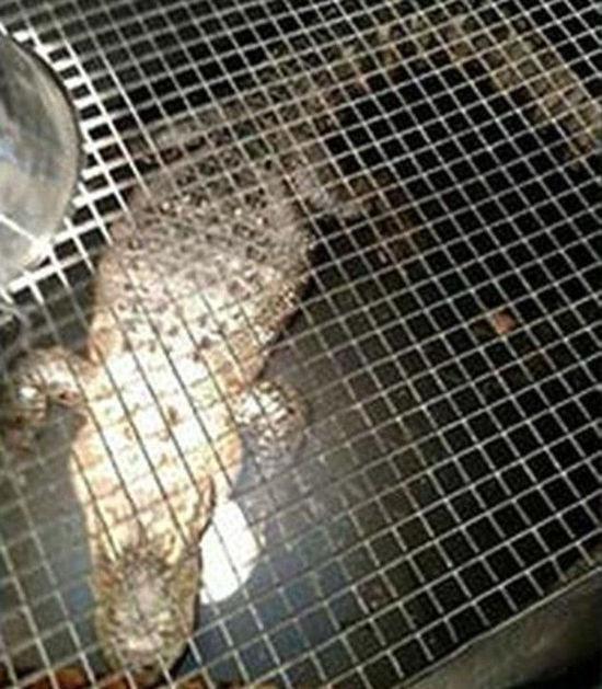 美国男子养2米长鳄鱼当宠物 关地下牢笼26年(图)