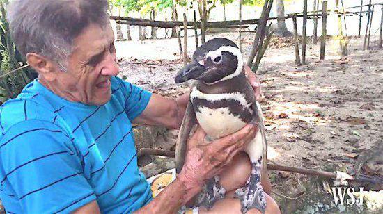 巴西男子5年前救企鹅 后者定期“拜访”陪伴身旁