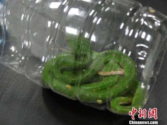 广州海关查获一批活体动物 有蛇蝎和青蛙(图)