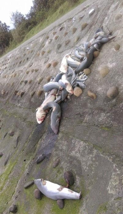 台湾大批幼鲨被割断鱼鳍鱼尾后弃尸岸边(图)