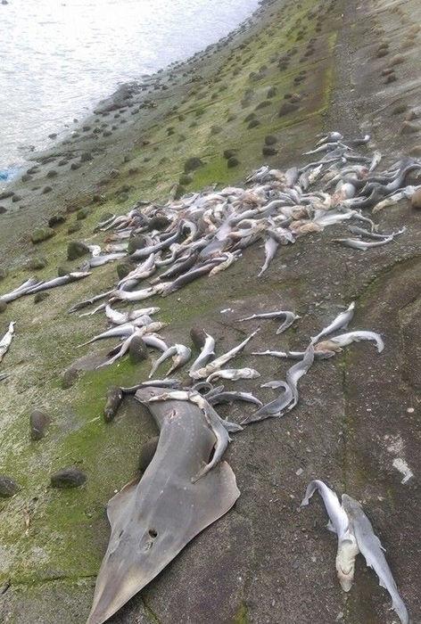 台湾大批幼鲨被割断鱼鳍鱼尾后弃尸岸边(图)