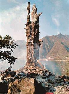 湖北一千年古树被鞭炮引燃 烧成“光杆”(图)