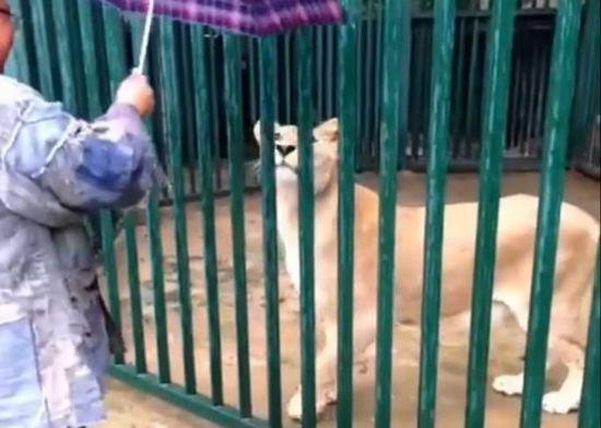 陕西寺院养狮子喂食鸡架 被举报后狮子下落不明