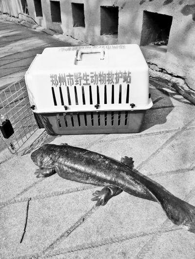 娃娃鱼现身郑州污水处理厂被救助中心带回(图)