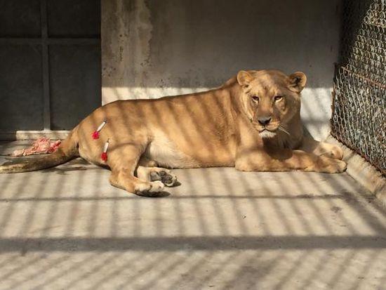 陕西寺院私养非洲狮多年 病重后动物园帮治(图)
