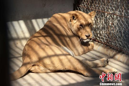 西安寺院被曝养狮子多年 官方称将裁定最终归宿
