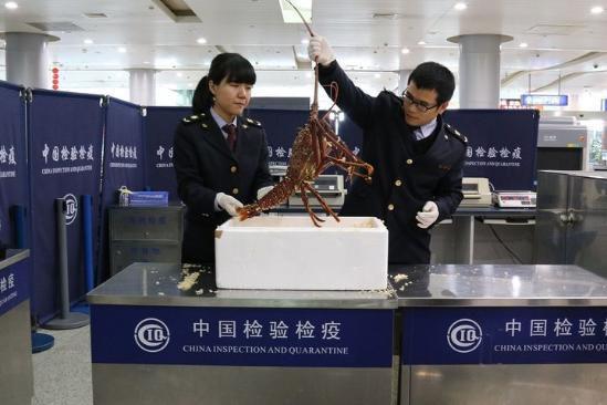 男子从澳洲带3公斤活体大龙虾入境 在宁波被截获