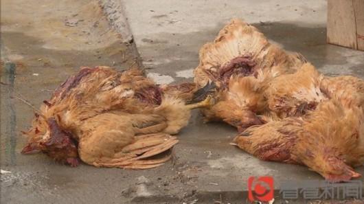 上海浦东1周近两百鸡鸭被咬死 凶手只吸血不吃肉