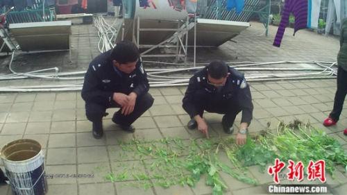 云南网友楼顶私种罂粟花 网上晒视频招来警察