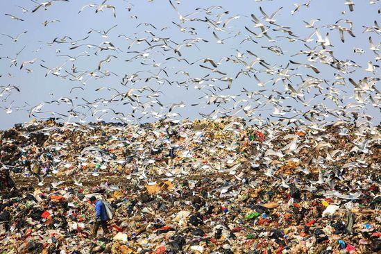 大连数万只海鸥垃圾场觅食 积存能量进产卵期(图)