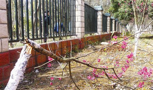 广西桂林:游客为看桃花翻围墙进监狱小区(图)