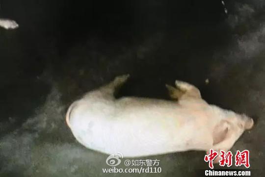 江苏警方查获病死猪肉3吨 含两种强传染性病毒