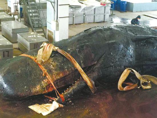 江苏搁浅41吨抹香鲸尸解 胃中现8米长渔网(图)