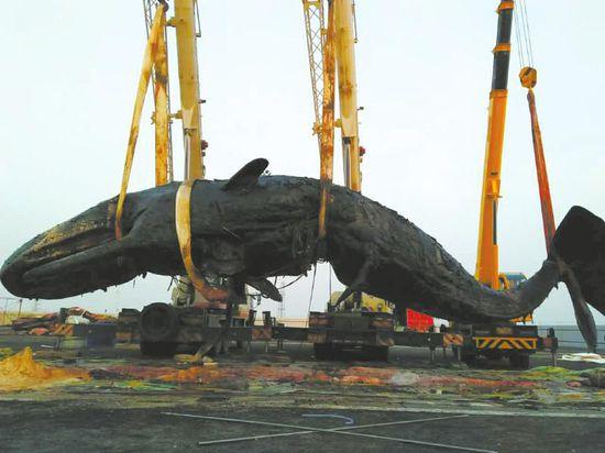 江苏搁浅41吨抹香鲸尸解 胃中现8米长渔网(图)