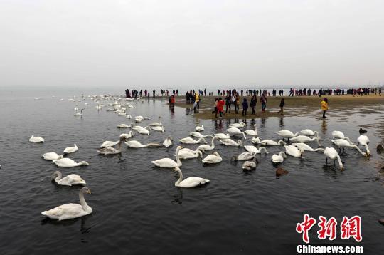 数千只大天鹅开启返乡之旅 向贝加尔湖等地回迁