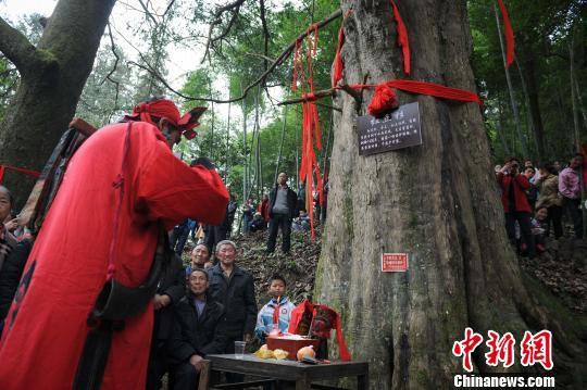 贵州村民敬拜“神树”亚洲最大红豆杉 有千年树龄
