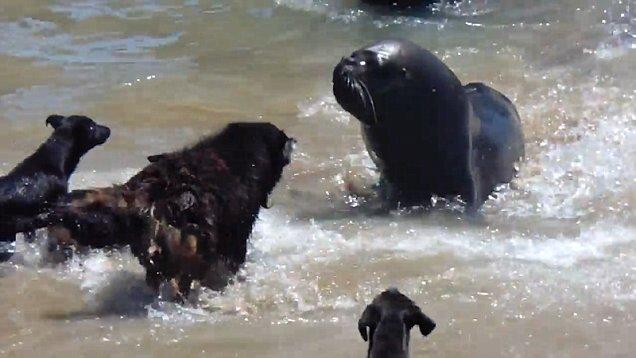 海狮与四黑狗海滩上演声势上的较量