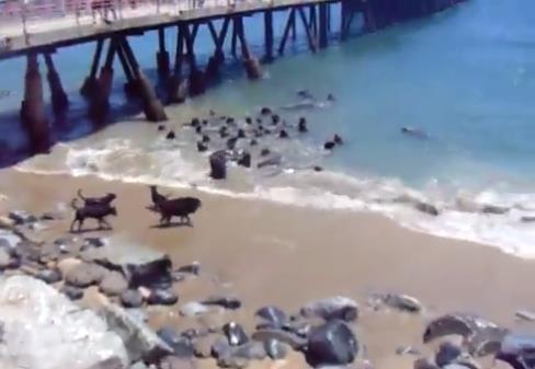 海狮与四黑狗海滩上演声势上的较量