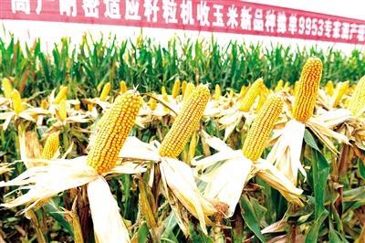 真正的“大玉米”：亩产1096.22公斤