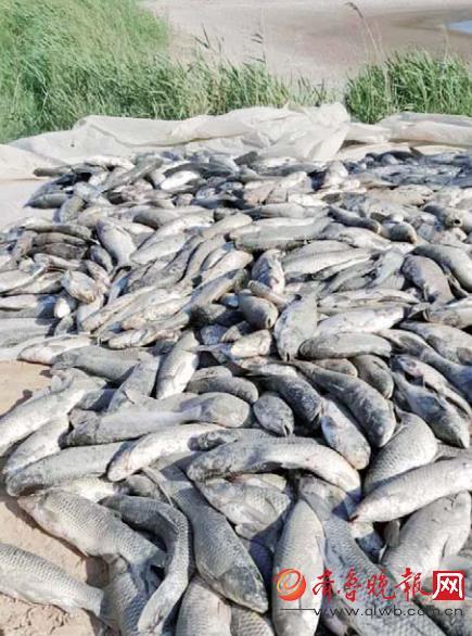 滨州：撒下小球藻，“憋死”15万斤鱼，饲料有问题？