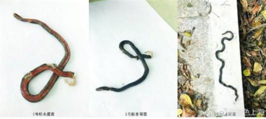 大金山岛发现钝尾两头蛇 这是上海蛇类新记录