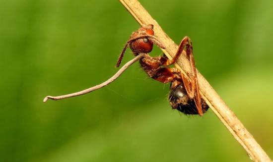 看似活着的蚂蚁:可能早都死了 还被真菌操控着