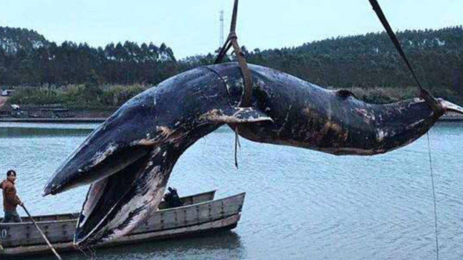 图为被发现已经死亡的布氏鲸。受访者供图