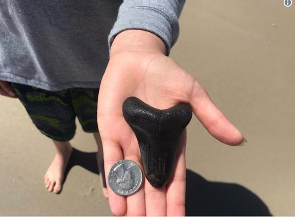美国中学生在海滩发现巨齿鲨牙齿化石。（图源：福克斯新闻）