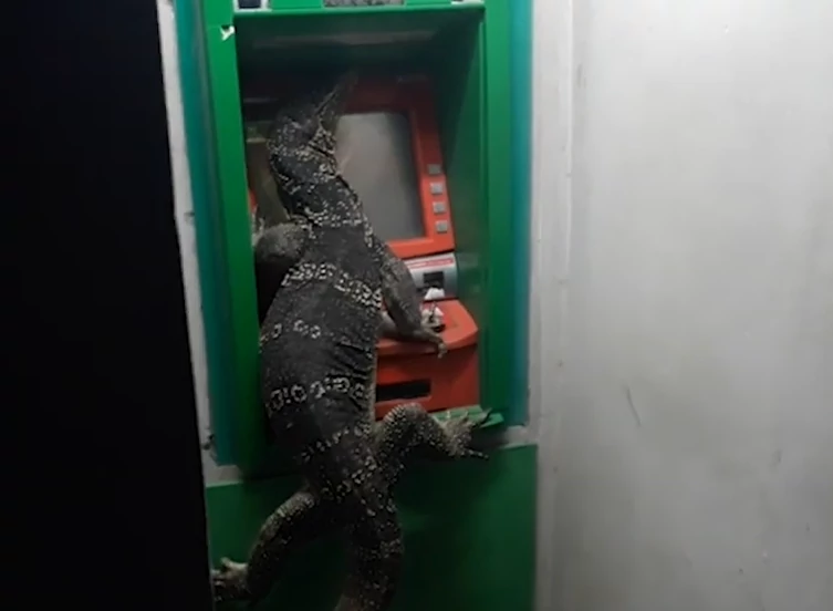 泰国网友拍到一只巨大的蜥蜴趴在自动取款机上“取钱”（图源：脸书）