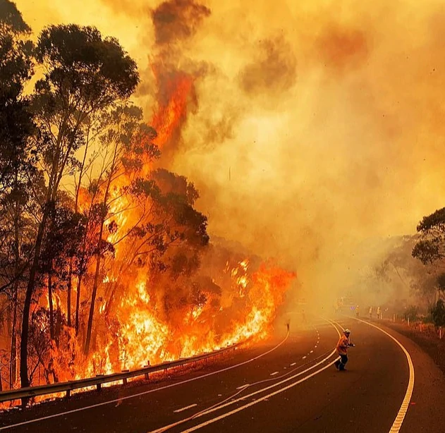痛惜！澳大利亚森林大火致国宝考拉面临生存考验 近8000只丧生