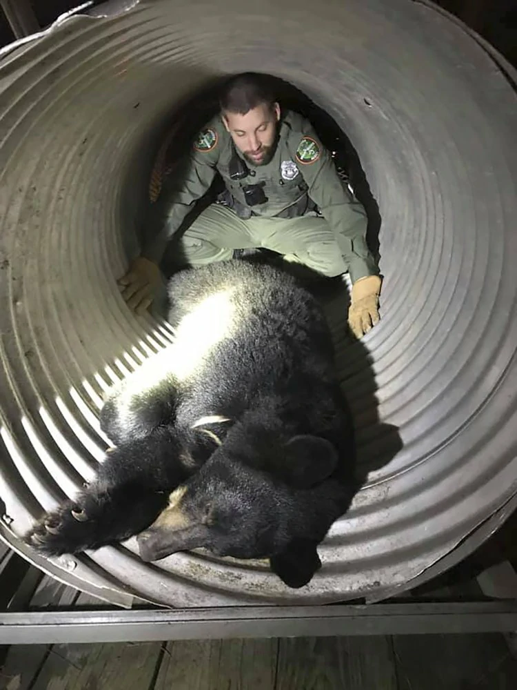 90公斤黑熊凌晨在美国大学遛弯 被麻醉后“遣返”山林