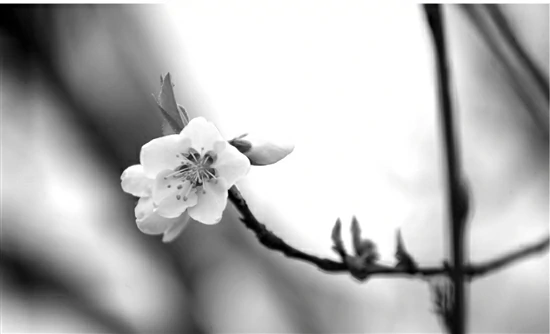 白堤桃花朵朵开