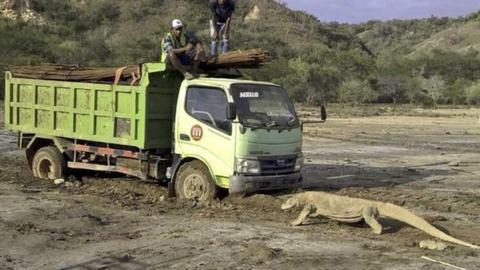 与卡车对峙的科莫多巨蜥（网络图片）