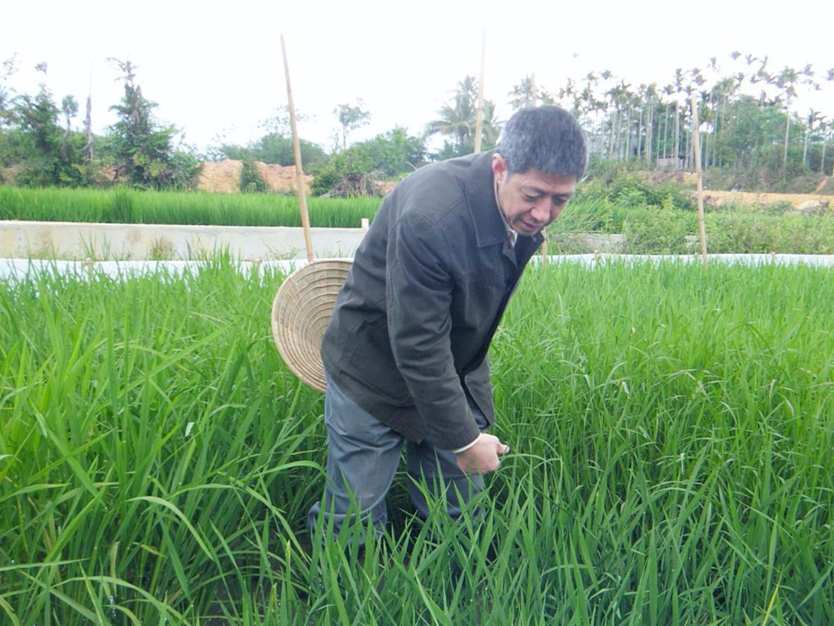 杨代常在察看水稻长势