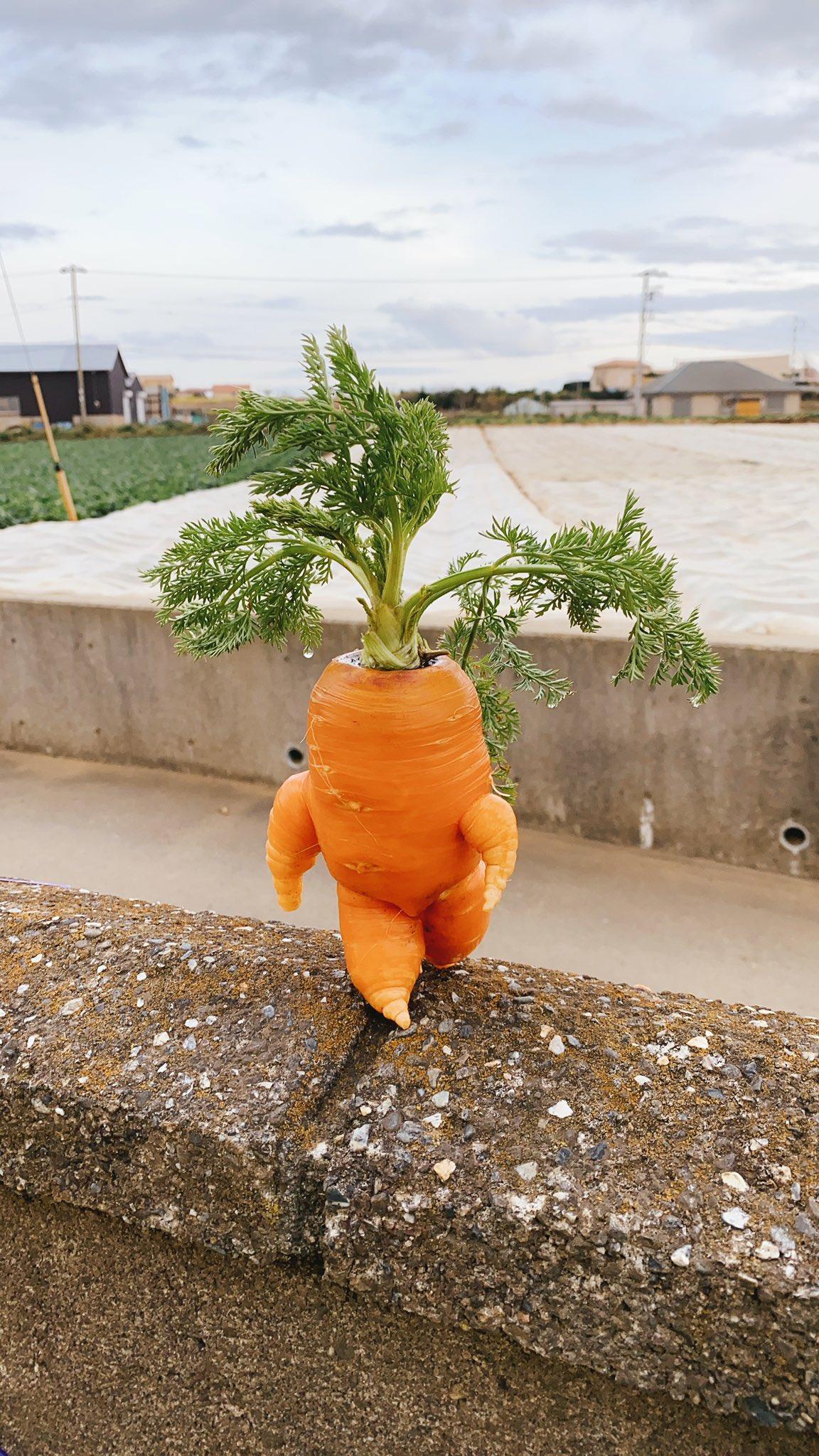 进击的胡萝卜？日本一农场主网上展示趣味蔬菜