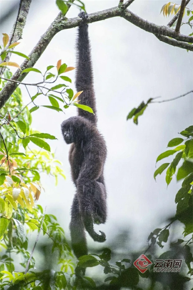 云南雨林寻猿 地球上最后的天行长臂猿在德宏