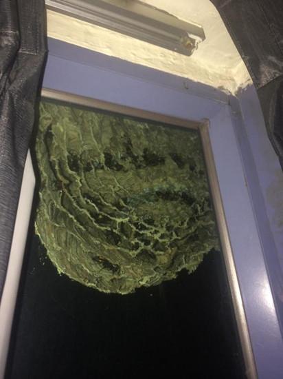 香港市民在窗外发现巨型“五星级”蜂巢