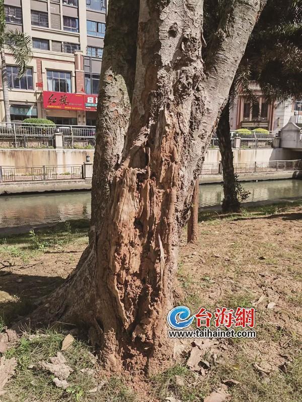 漳州角美：路旁绿化树遭白蚁疯狂啃食