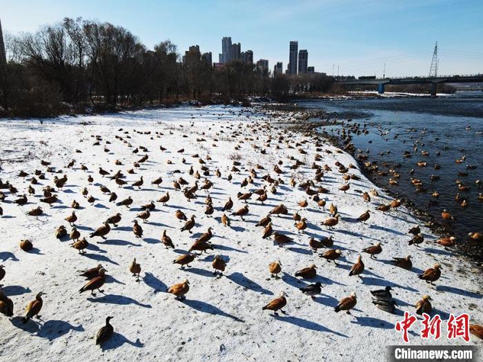 几千只水鸟飞抵吉林市。(无人机图片) 记者 苍雁 摄