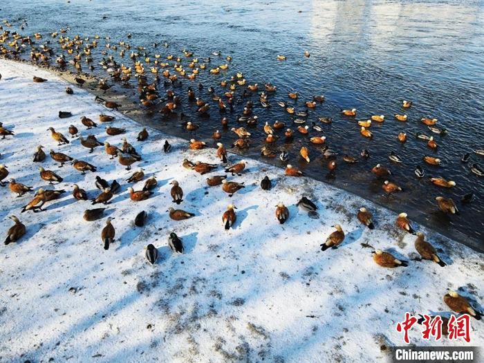 吉林市迎来大批越冬水鸟。(无人机图片) 记者 苍雁 摄