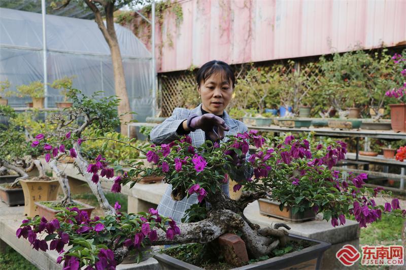 美格农艺员工林慧燕在进行盆栽制作。 东南网记者 颜财斌 摄